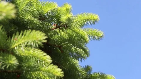 Green pine branch moving in the wind against blue sky 스톡 동영상 80067453
