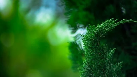 Green pine branch moving in the wind  on blurry background Video stock 82396236