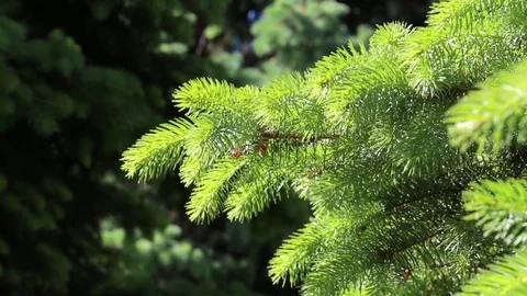 Green pine branch moving in the wind at sunset Stock Footage 82442605