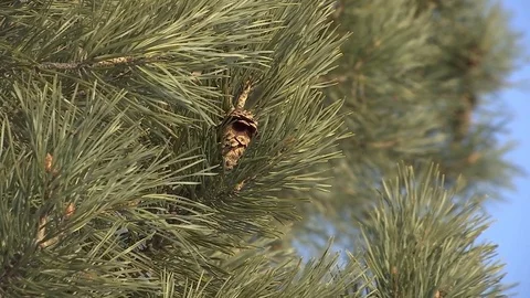 Green pine branch moving in the wind at sunset. Stock Footage 83265096