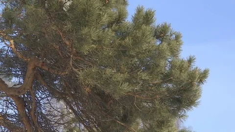 Green pine branch moving in the wind at sunset. Stock Footage 83265101