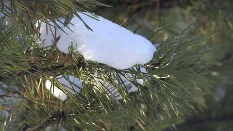 Green pine branch moving in the wind at sunset. Vidéo 83265184