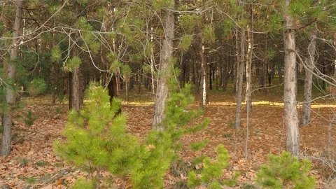 Green pine branch moving in the wind at sunset,forest view Stock Footage 86779537