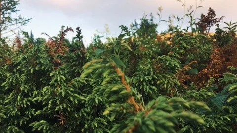 Green pine branch moving in the wind at sunset Stock Footage 94250377