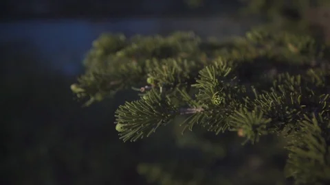 Green pine branch moving in wind Stock Footage 94691833