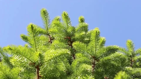 Green pine branch moving in the wind against blue sky Stock Footage 119847749