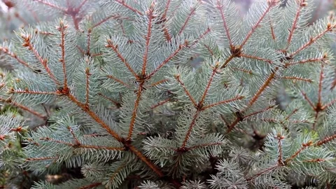 Green pine branch moving in the wind against blue sky Stock Footage 119848212