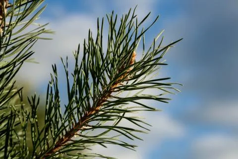 Green pine branch Stock Photos