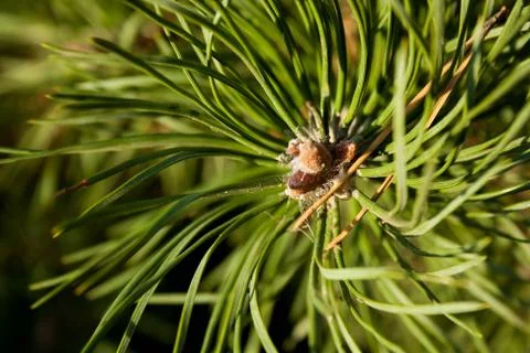 Green pine branch Foto stock
