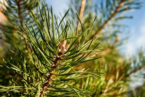 Green pine branch Stock Photos