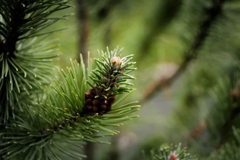 Green pine branch Stock Photos