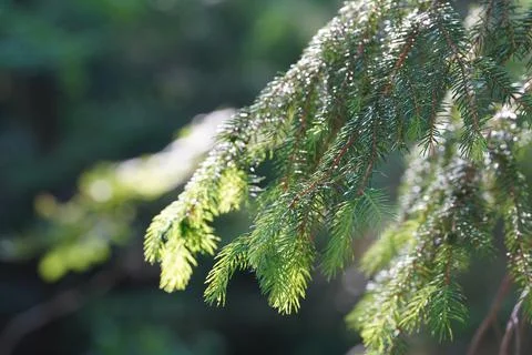 Green pine branch Stock Photos