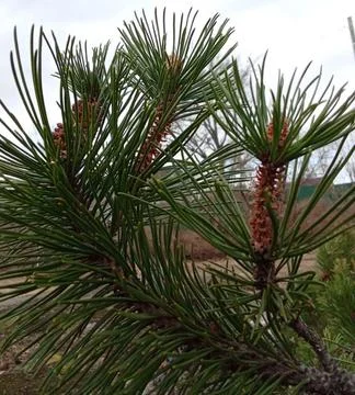 Green pine branch. Stock Photos