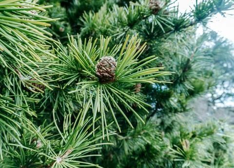 Green Pine Branch with Pine Cone in Natural Setting Stock Photos