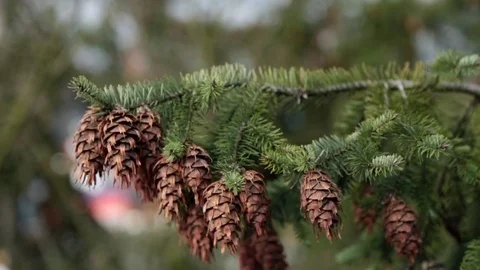 Green pine branch strobiles moving Stock Footage 77245749