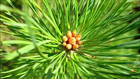 Green pine branch sways in the wind Stock Footage 248025488