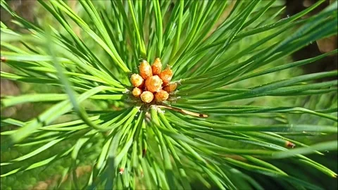 Green pine branch sways in the wind Stock Footage 248025507
