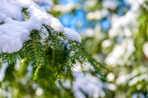 Green pine branch tree covered with snow and ice - Christmas evergreen spruce Фото