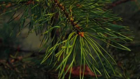 Green pine branch of a tree macro Stock Photos