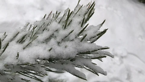 Green pine branch on white backdrop. Christmas fir. Natural beauty. Stock Footage 106410944