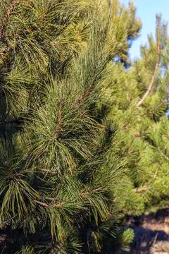 Green pine branches against the sky Stock Photos