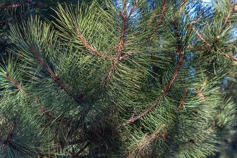 Green pine branches against the sky Stock Photos