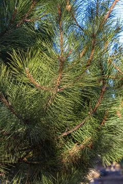 Green pine branches against the sky Stock Photos