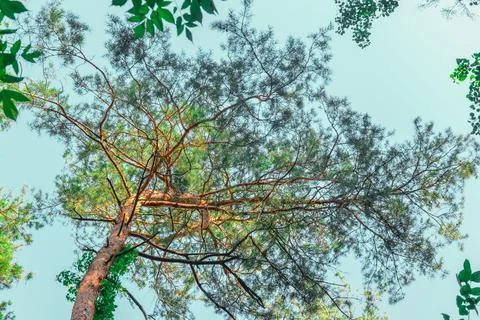 Green Pine Branches and Needles Reaching Up to the Blue Sky Stock Photos
