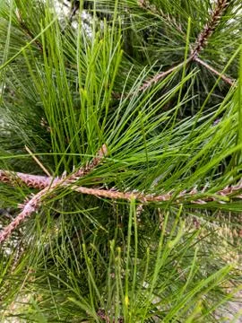 Green pine branches background. Blurred pine needles in background Stock Photos