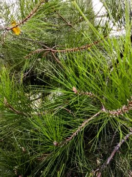 Green pine branches background. Blurred pine needles in background Stock Photos
