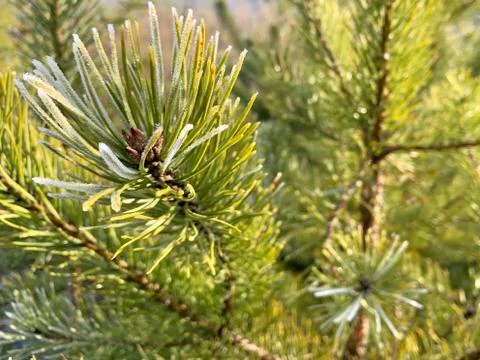 Green pine branches on the background of the forest. Young Christmas trees in Stock Photos
