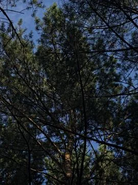 Green pine branches blue sky Stock Photos