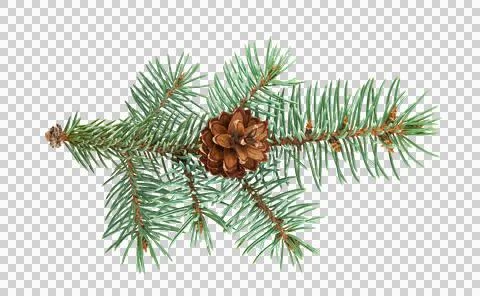 Green pine branches with brown pinecones isolated on transparent background Stock Photos