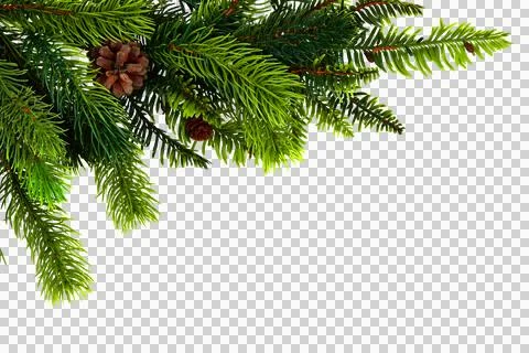 Green pine branches with brown pinecones isolated on a transparent background. 스톡 사진