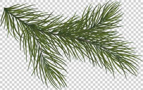 Green pine branches, close-up. Christmas decor and garlands. New Year. Holi.. Illustrazione stock