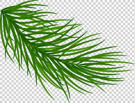Green pine branches, close-up. Christmas decor and garlands. New Year. Holi.. Illustrazione stock