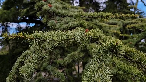 Green pine branches close up Video stock 295068808