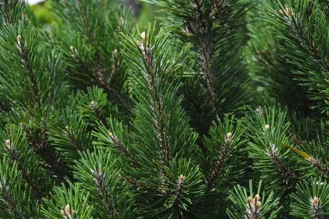 Green pine branches close up Foto stock