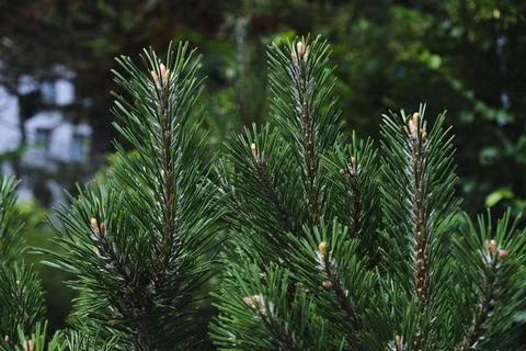 Green pine branches close up Stock Photos