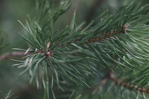 Green pine branches close up, soft focus. Clean air concept. Stock Photos