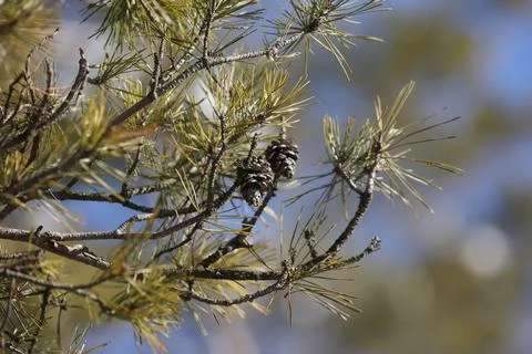 Green pine branches with cones in the forest Stock Photos
