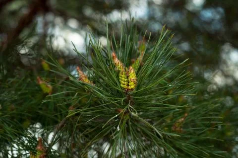 Green pine branches coniferous needles background closeup..Blur Stock Photos
