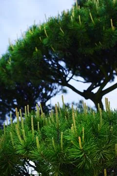 Green pine branches coniferous needles background closeup..Blur. Stock Photos