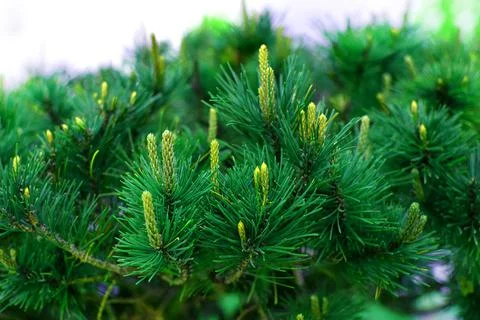 Green pine branches coniferous needles background closeup..Blur. Stock Photos