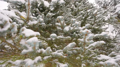Green pine branches in the forest Stock Footage 228753028