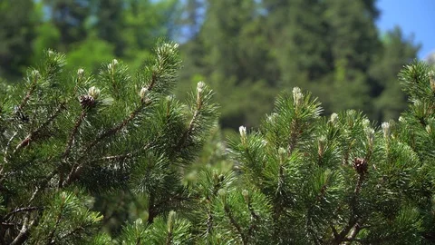 Green pine branches in the forest on a summer day Stock Footage 112275730