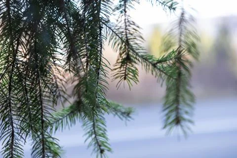 Green pine branches hang with needle detail in a soft focus forest scene, Stock Photos