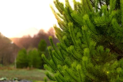 Green pine branches in the light of the sun with an orange tint Stock Photos