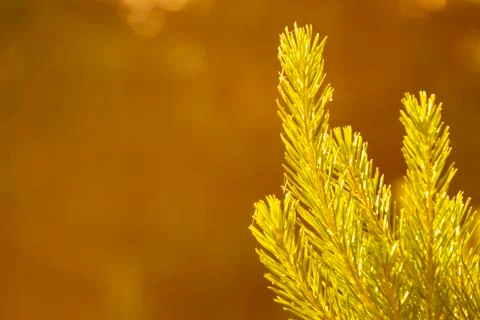 Green pine branches in the light of the sun with an orange tint Stock Photos