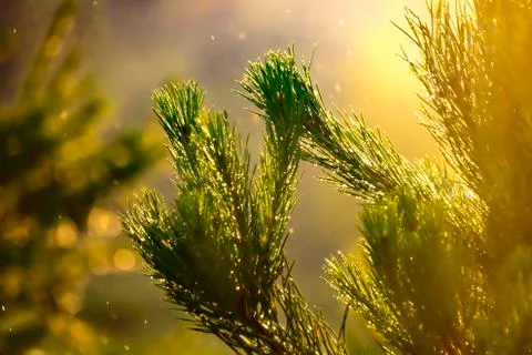 Green pine branches in the light of the sun with an orange tint Stock Photos